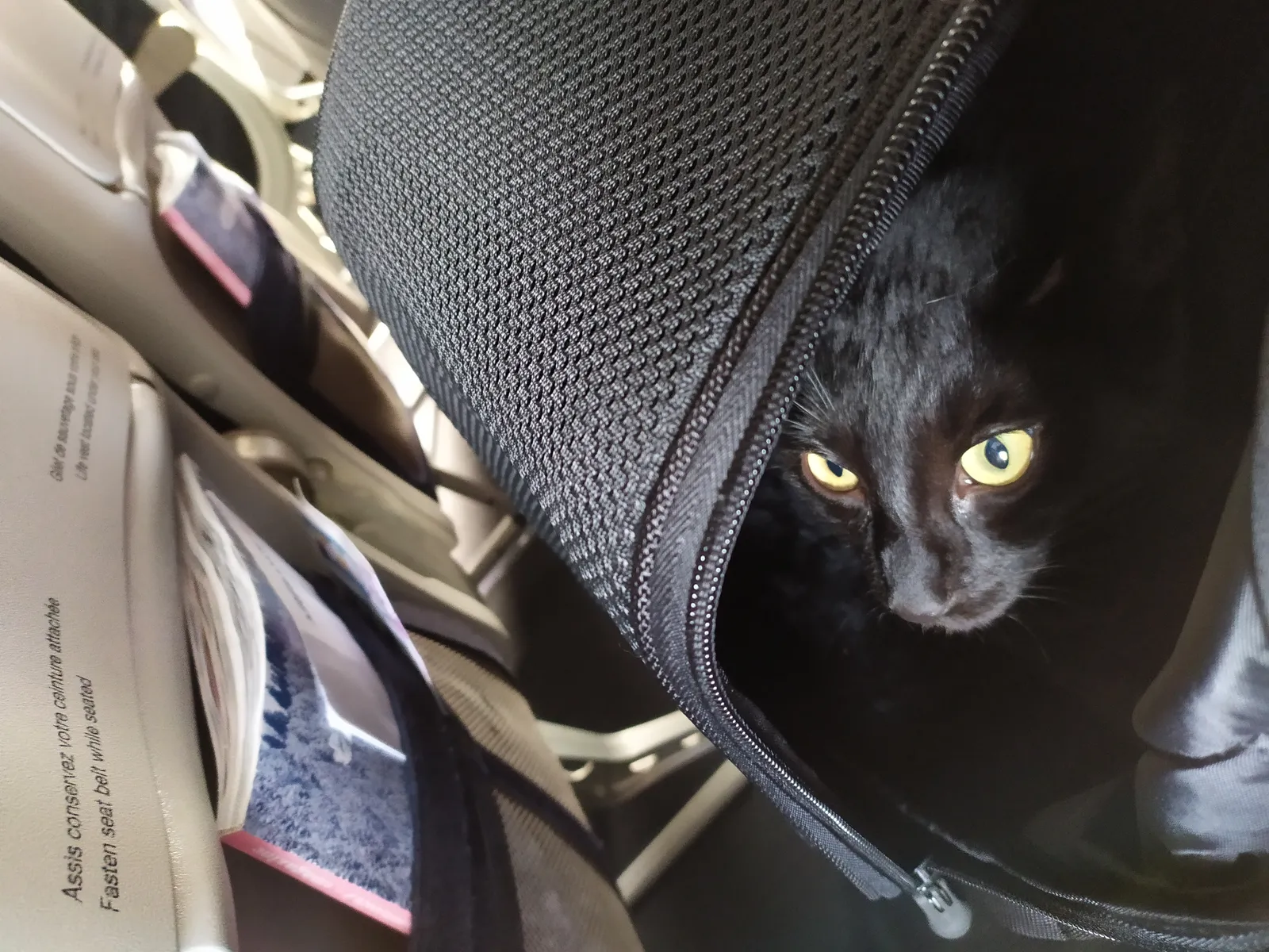 Close-up of a black cat with yellow eyes looking out of a soft zipped travel carrier.