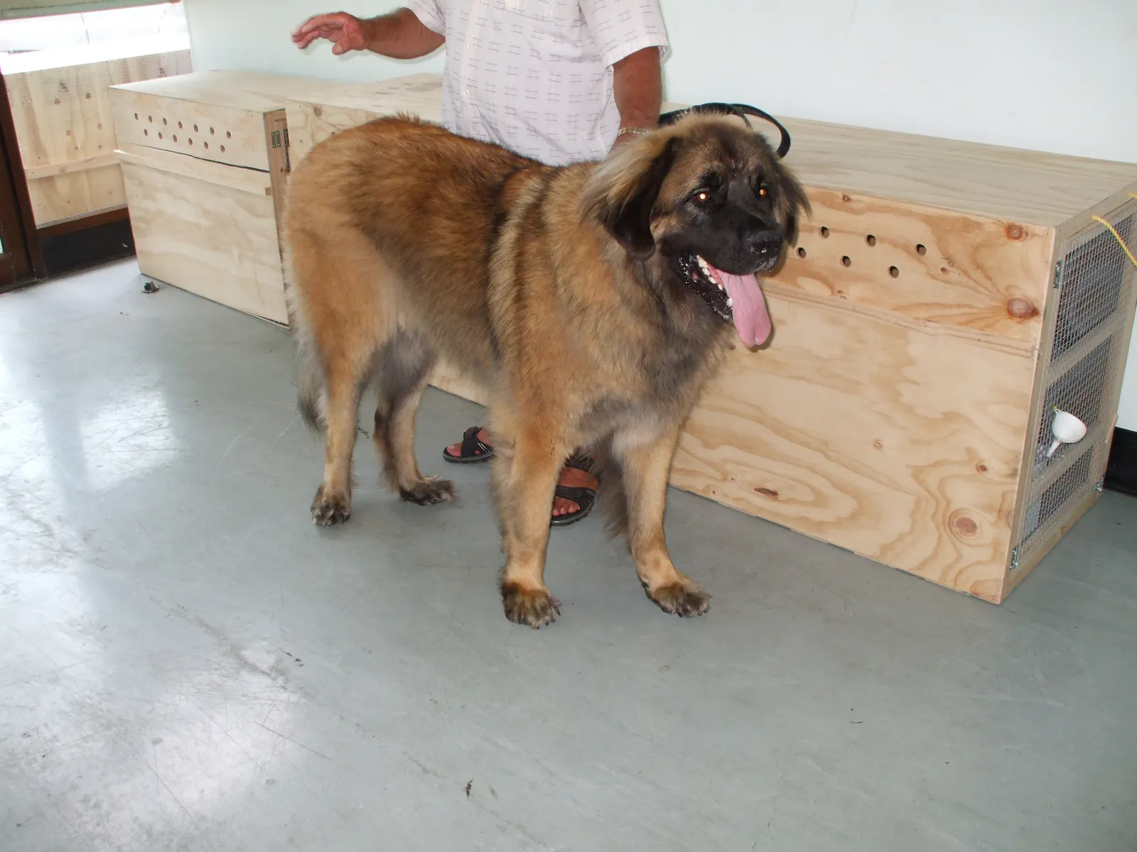 Large brown dog standing beside a wooden travel crate with air holes.