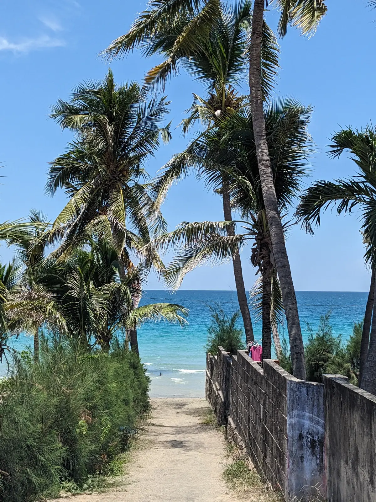 Coconut palms leaning over the beach with blue sea behind
