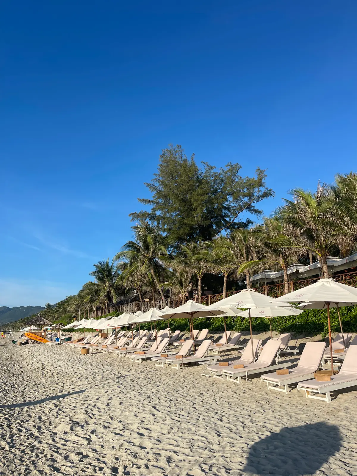 Rows of white parasols and sunbeds under casuarina and palm trees on the sand