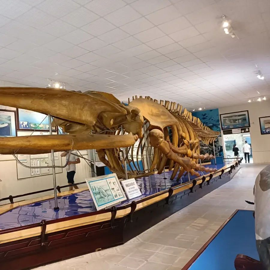 Giant whale skeleton on display on a raised blue platform in a museum hall