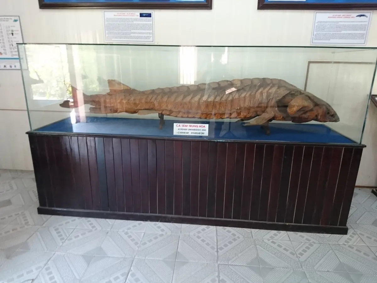 Large preserved fish in a glass case with a label on a dark wooden base