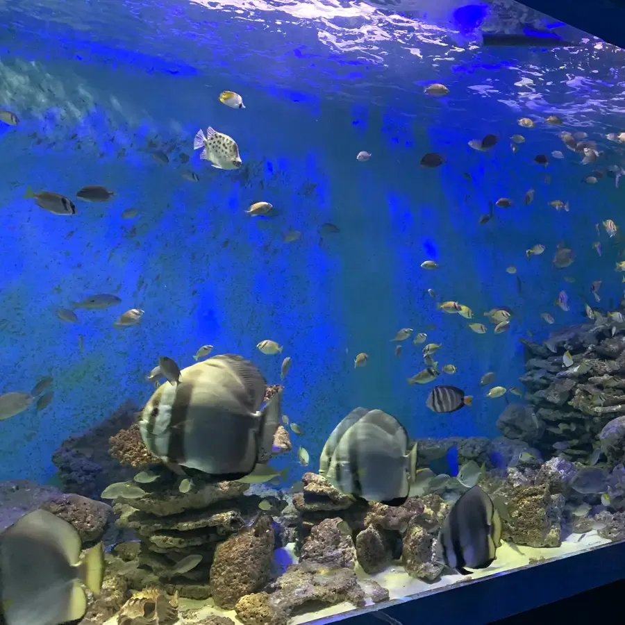 Large aquarium tank with reef rock and many tropical fish lit in blue