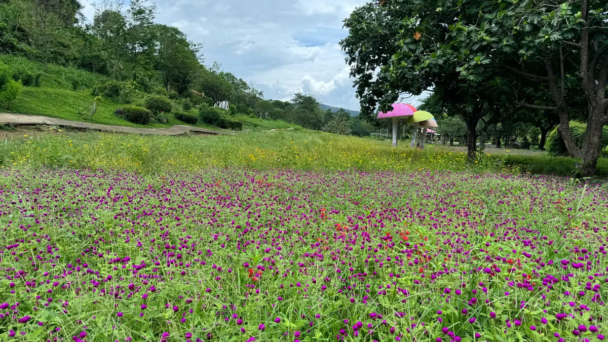Field of purple flowers in a green valley with trees behind