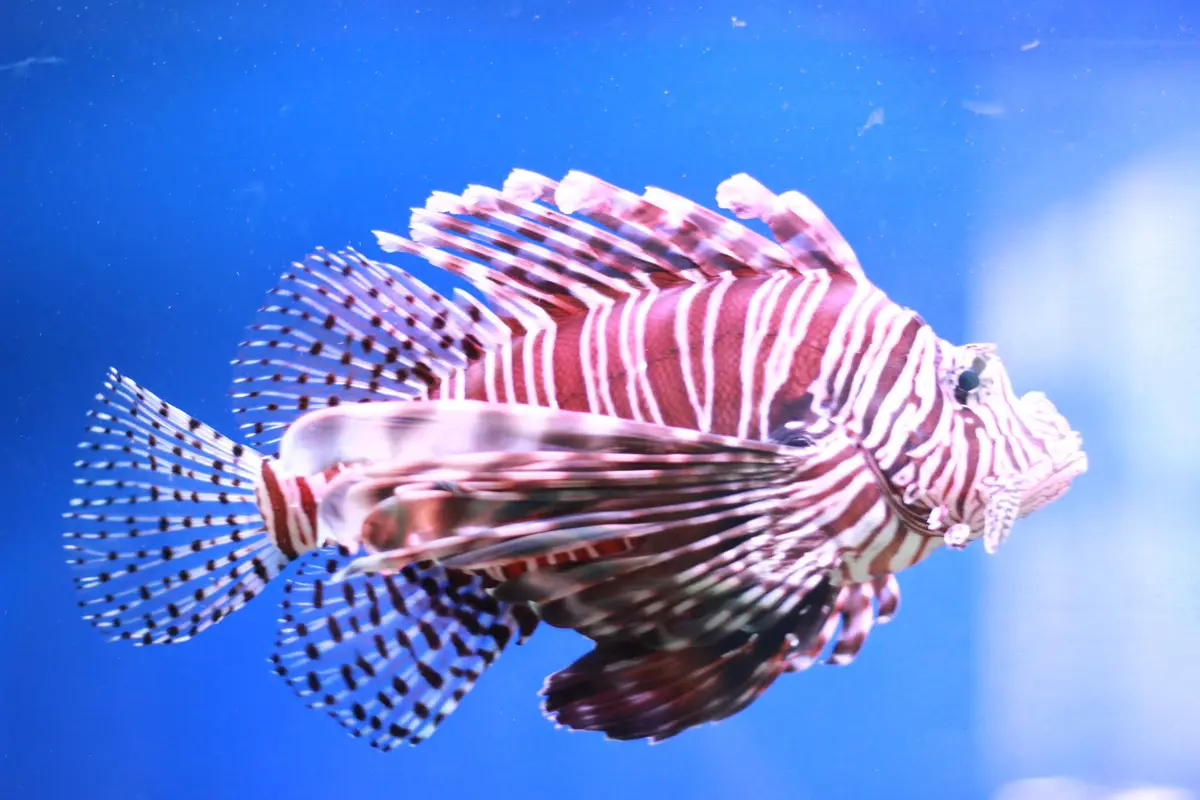 Red and white lionfish with long fins in a lit aquarium tank