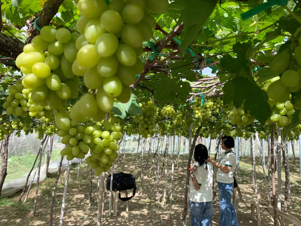 Bunches of green grapes hanging from a trellis with two visitors beneath