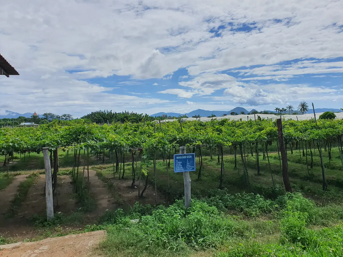 Rows of grape vines on posts with a blue sign and hills in the distance
