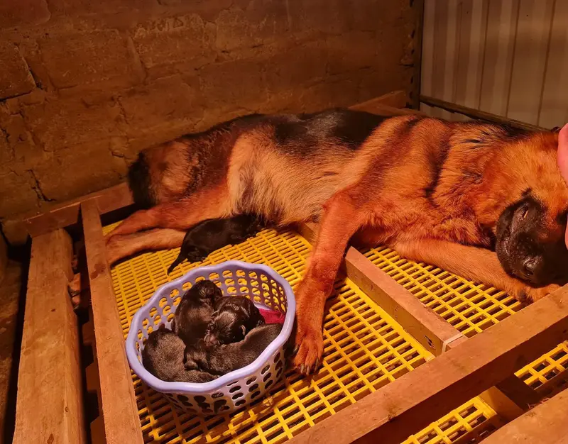 Home Vet Nha Trang Animal Hospital (Benh Vien Thu Y Home Vet), photo 5