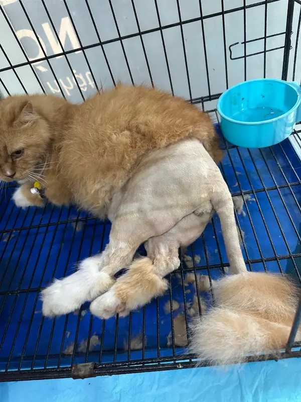 Kokan Pet Veterinary Clinic (Phong Kham Thu Y Kokan Pet), photo 5