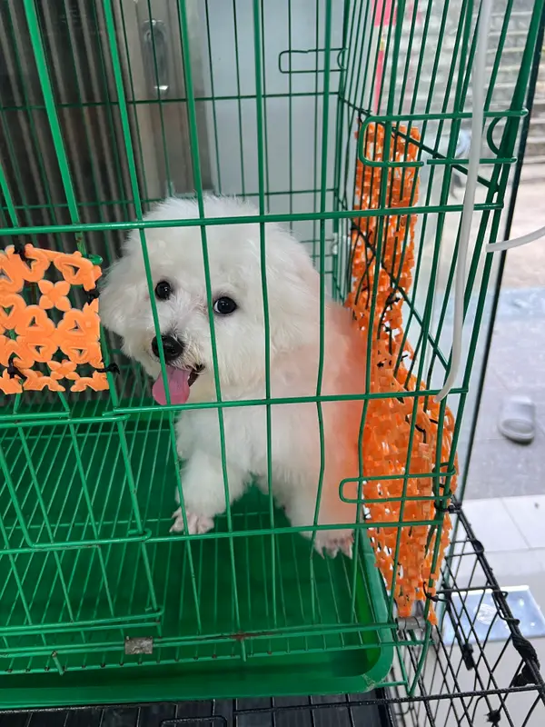 Kokan Pet Veterinary Clinic (Phong Kham Thu Y Kokan Pet), photo 6