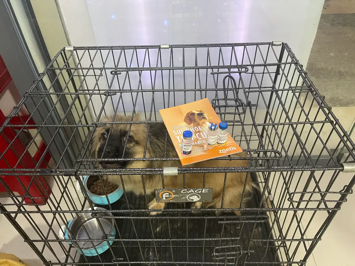 Small dog resting in a wire cage with a food bowl, water bowl and a leaflet