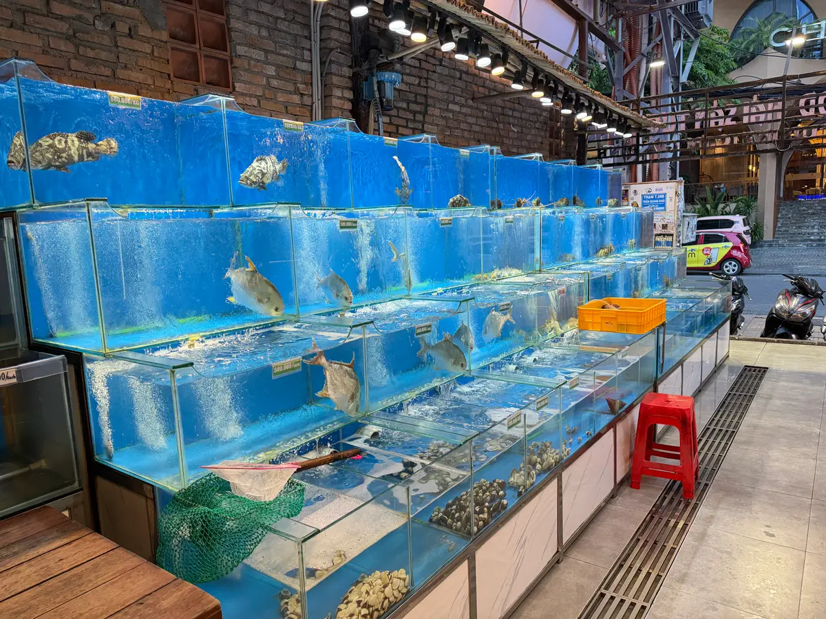 Long rows of lit glass tanks holding live fish and seafood
