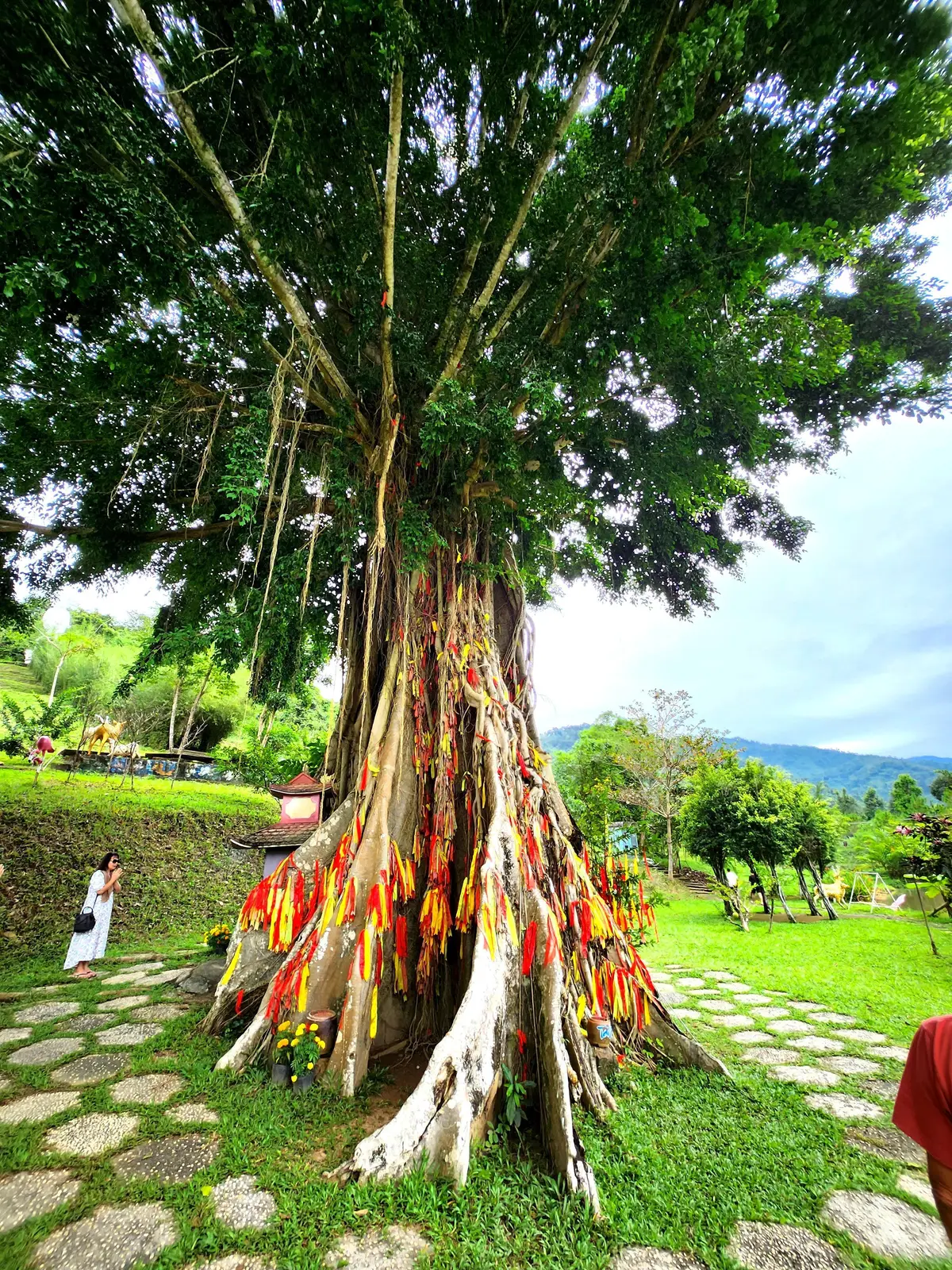 Old banyan trunk wrapped in orange and red ribbons on a green lawn